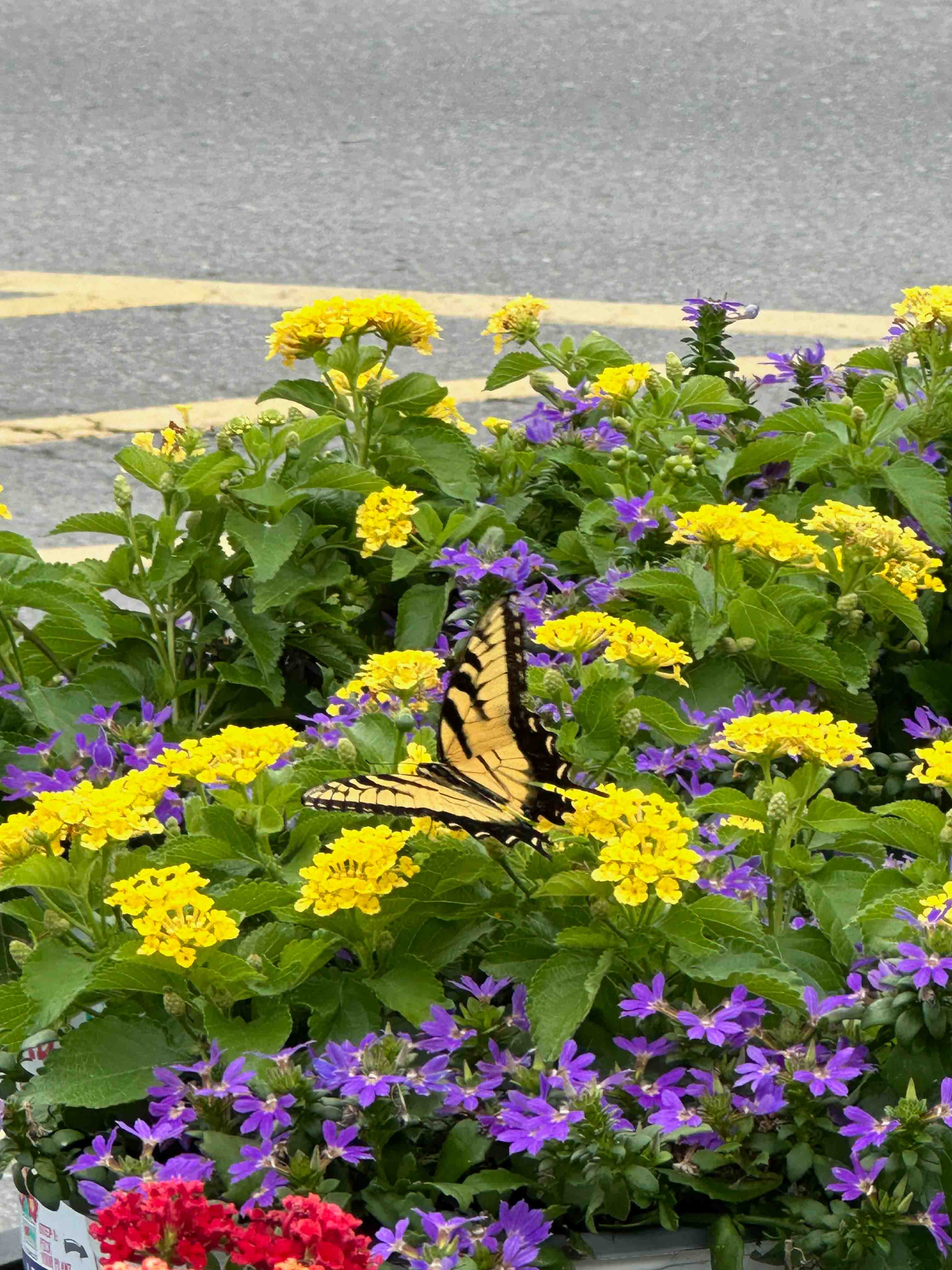 Butterfly on flower