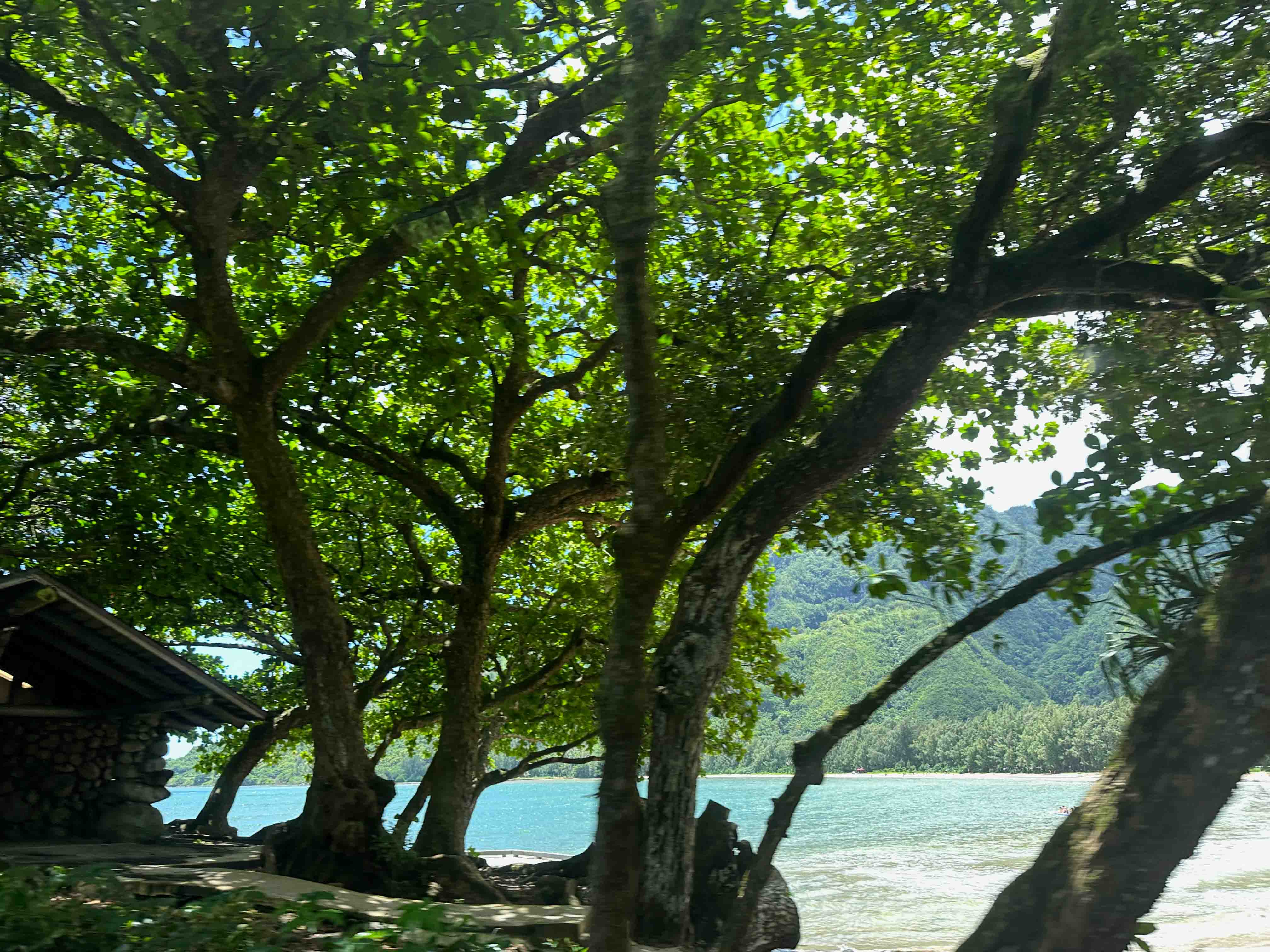 Ocean view between trees