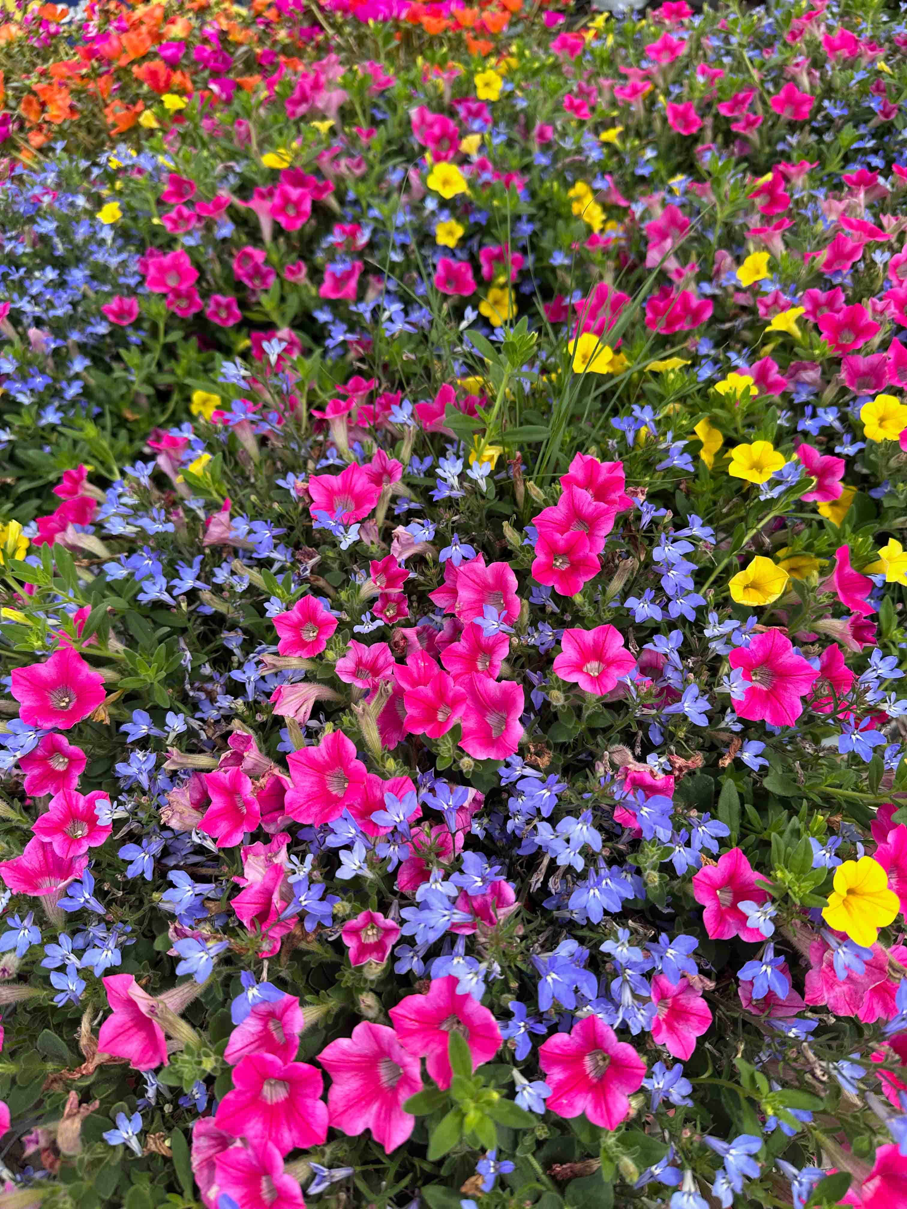 Multi-colored flowers